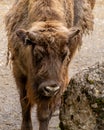 European Bison Wisent calf portrait, close up Royalty Free Stock Photo