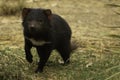 An endangered female Tasmanian devil stalking through bushland Royalty Free Stock Photo