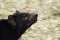 An endangered femaleAustralian marsupial Tasmanian Devil sniffs the air as it looks for food Royalty Free Stock Photo