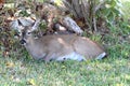 Endangered Florida Key Deer (Odocoileus virginianus clavium)