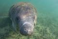 Endangered Florida Manatee Royalty Free Stock Photo