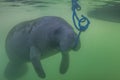 Florida Manatee Eating Algae Off Rope Royalty Free Stock Photo