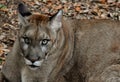 Endangered Florida Panther Royalty Free Stock Photo