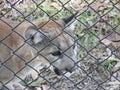 Endangered Florida Panther Royalty Free Stock Photo