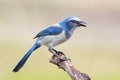 Endangered Florida Scrub-Jay