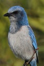 Endangered Florida Scrub-Jay