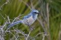 Endangered Florida Scrub-Jay