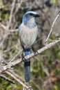 Endangered Florida Scrub-Jay