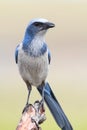 Endangered Florida Scrub-Jay