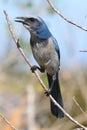 Endangered Florida Scrub-Jay