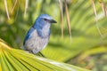 Florida Scrub Jay