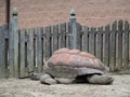 Giant Aldabra Tortoise, Gigantea Geochelone