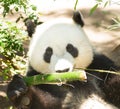 Endangered Giant Panda Head and Shoulders Eating Bamboo Stalk Royalty Free Stock Photo