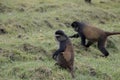 Endangered golden monkey crop raiding, Volcanoes National Park, Royalty Free Stock Photo