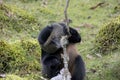 Endangered golden monkey eating, Volcanoes National Park, Rwanda Royalty Free Stock Photo