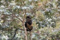 Endangered golden monkey in eucalyptus tree , Volcanoes National