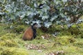 Endangered golden monkey in field, Volcanoes National Park, Rwanda Royalty Free Stock Photo