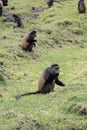 Endangered golden monkey, foraging in field, Volcanoes National