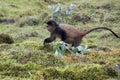 Endangered golden monkey foraging, Volcanoes National Park, Rwanda Royalty Free Stock Photo