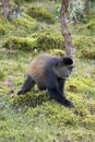 Endangered golden monkey profile, Volcanoes National Park, Rwanda Royalty Free Stock Photo