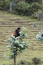 Endangered golden monkey on top of tree, Volcanoes National Park