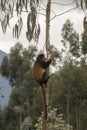 Endangered golden monkey in tree Volcanoes National Park, Rwanda