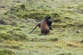 Endangered golden monkey at Volcanoes National Park, Rwanda Royalty Free Stock Photo