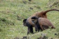 Endangered golden monkey youth and mother, Volcanoes National Pa