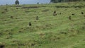 Golden monkeys raiding potato field