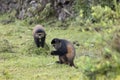 Endangered golden monkeys, Volcanoes National Park, Rwanda