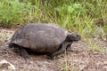 Endangered Gopher Tortoise Royalty Free Stock Photo