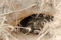 Endangered Gopher Tortoise in Den Royalty Free Stock Photo