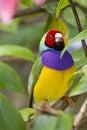 Endangered Gouldian Finch with red head Royalty Free Stock Photo