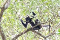 The Endangered Gray Woolly Monkey (Lagothrix lagothricha ssp. cana) in a Forest in Brazil
