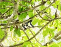 The Endangered Gray Woolly Monkey (Lagothrix lagothricha ssp. cana) in a Forest in Brazil