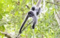 The Endangered Gray Woolly Monkey (Lagothrix lagothricha ssp. cana) in a Forest in Brazil