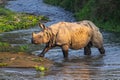 Endangered Great One Horned Rhino Crossing A River