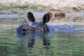 An endangered greater one-horned rhinoceros bathing in the river in Chitwan National Park in Nepal Royalty Free Stock Photo