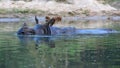 An endangered greater one-horned rhinoceros bathing in the river in Chitwan National Park in Nepal Royalty Free Stock Photo