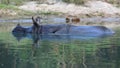 An endangered greater one-horned rhinoceros bathing in the river in Chitwan National Park in Nepal Royalty Free Stock Photo