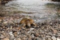 Green Sea Turtle Resting on Maui Royalty Free Stock Photo