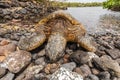 Green Sea Turtle Resting on Rocky Beach Royalty Free Stock Photo