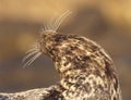 Endangered Harbor Seal Royalty Free Stock Photo
