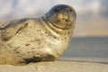 Endangered Harbor Seal Royalty Free Stock Photo