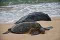 Sea Turtle Resting on the Beach Royalty Free Stock Photo