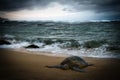 Sea Turtle Resting on the Beach Royalty Free Stock Photo