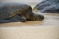 Sea Turtle Resting on the Beach Royalty Free Stock Photo