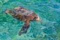 Endangered Hawaiian Green Sea Turtle swimming in the Pacific Ocean Royalty Free Stock Photo