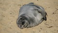 Endangered Hawaiian Monk Seal