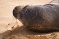 Endangered Hawaiian Monk Seal Lifts Its Head off the Sand at Poipu Beach in Kauai Royalty Free Stock Photo